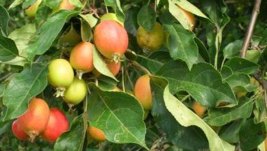 Photo of Piccoli alberi: nomi, caratteristiche e foto