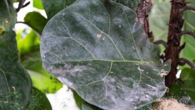 Photo of Ficus lyrata: cura