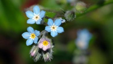 Photo of Grandi fiori perenni per il tuo giardino