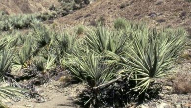 Photo of Tipi di palme