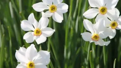 Photo of 10 fiori bianchi per giardino