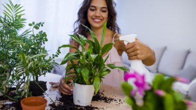 Photo of Come prendersi Cura delle piante d’appartamento in estate