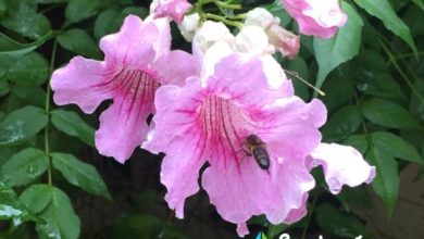 Photo of Piante e fiori che attirano le api