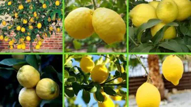Photo of Tipi di alberi di limoni