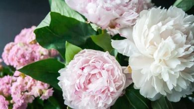 Photo of Peonie: come prendersene cura e il loro significato