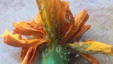 Photo of Pianta di calendula: cura e a cosa serve