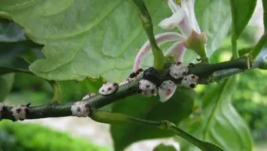 Photo of I parassiti e le malattie più comuni nelle piante d’appartamento