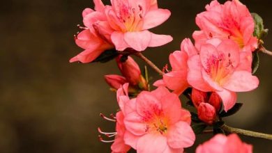 Photo of Pianta di azalea: cura e caratteristiche