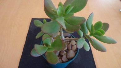Photo of Le più belle piante d’appartamento