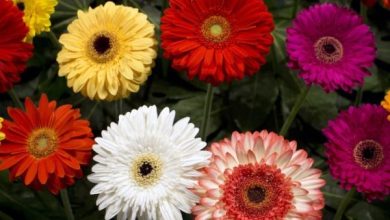 Photo of Gerbera: cura e significato