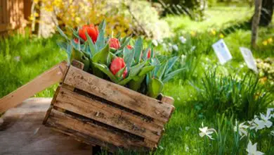 Photo of Come piantare i tulipani