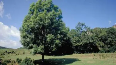 Photo of Pianta alberi a crescita rapida