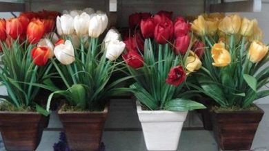 Photo of Pianta i tulipani in vaso