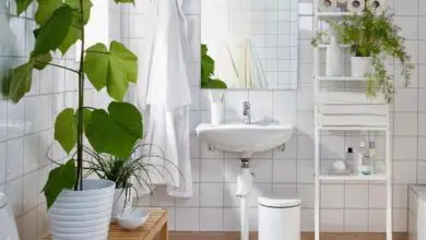 Photo of 5 piante che puoi avere in bagno