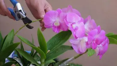 Photo of Come prendersi Cura delle orchidee