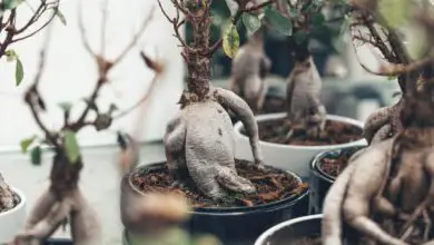 Photo of Cura dei bonsai di Ficus ginseng o retusa