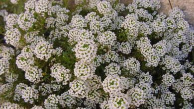 Photo of Lobularia marittima cura