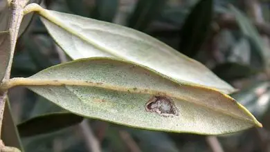 Photo of Parassiti dell’olivo e loro trattamento naturale