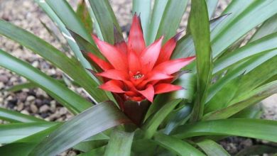 Photo of Cura della guzmania