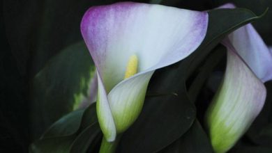 Photo of Ninfea: cura e significato