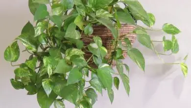 Photo of piante che purificano l’aria