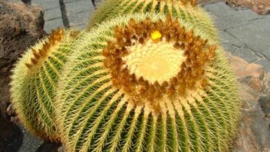 Photo of Cura del cactus del sedile della suocera