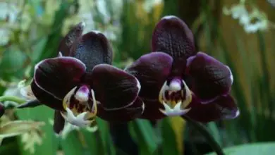 Photo of Coltivazione e Cura dell’orchidea nera