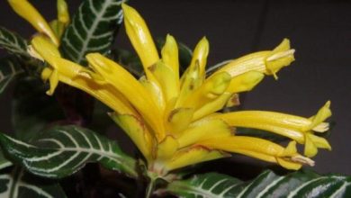 Photo of Afelandra cura