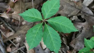 Photo of Identifica l’edera velenosa nel tuo giardino