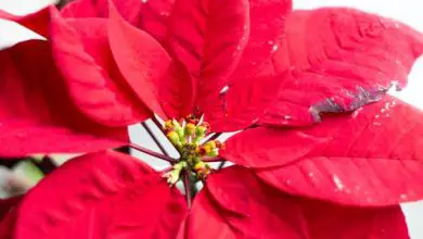 Photo of Poinsettia con foglie appassite: perché e cosa fare