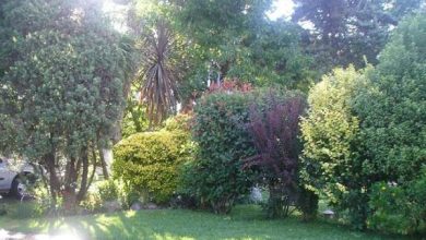 Photo of Arbusti per recinti vivi