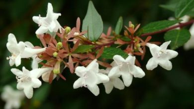 Photo of Abelia grandiflora: cura