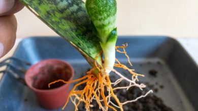 Photo of Sansevieria trifasciata: cura