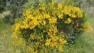 Photo of Ginestre in giardino