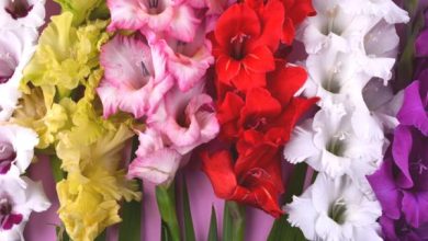 Photo of Gladioli: cura