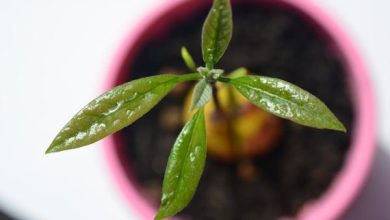 Photo of Cura dell’avocado in vaso