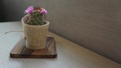 Photo of Suggerimenti per aiutare i cactus a fiorire
