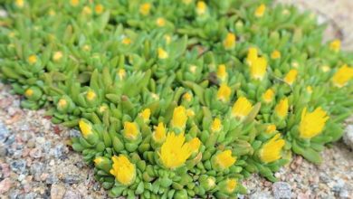 Photo of Succulente con fiori: nomi, caratteristiche e foto