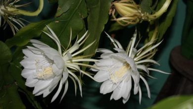 Photo of Epiphyllum oxypetalum: cura