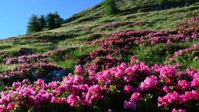 Photo of Cura del rododendro