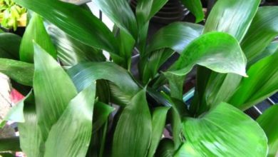 Photo of L’aspidistra, una delle migliori piante da interno