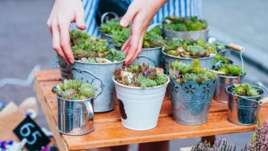 Photo of cura succulenta
