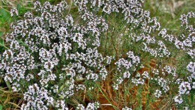 Photo of Fiori di campo: nomi e foto