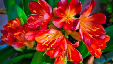 Photo of cura di clivia