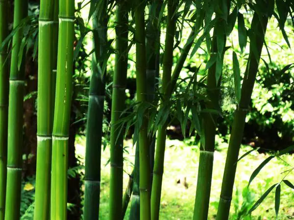 20 Semi di,Chusquea giganteus bambu non invasivo il piu resistente al gelo 