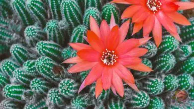 Photo of Tipi di cactus fioriti