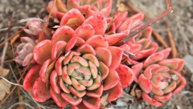 Photo of Succulente colorate: come coltivarle