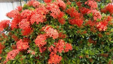 Photo of Pianta Ixora: cura