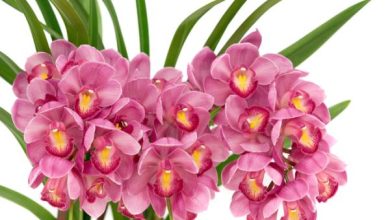 Photo of Orchidea Cymbidium: cura