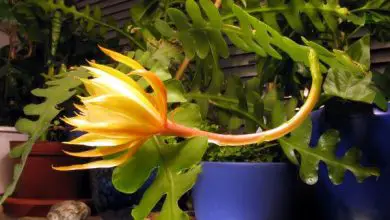 Photo of Epiphyllum anguliger: cura